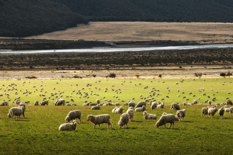 A meadow of sheeps