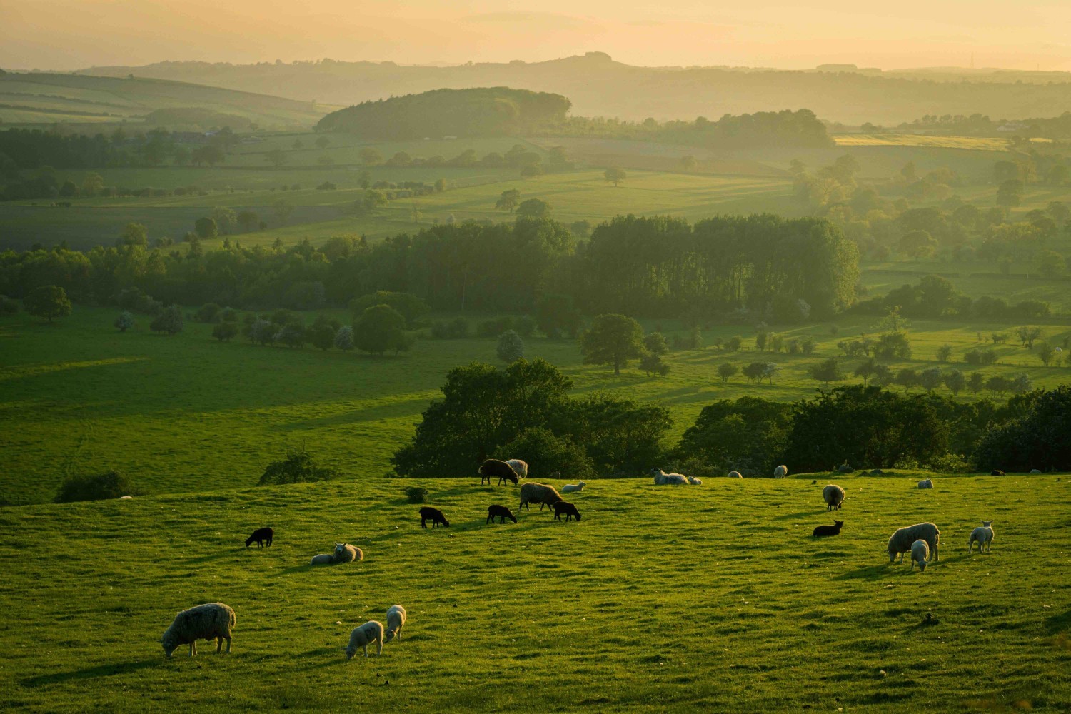 prairie